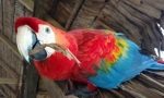 5 Érdekes tények az ara papagájáról