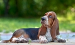6 Basset hound minősége, aki kellemetlen lesz, meglepődik
