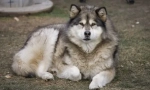 8 Kutya, akik hasonlítanak husky-re