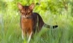 Abyssinian macska (fotó): elme, kegyelem és kíváncsiság