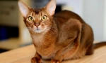 Abyssinian macska
