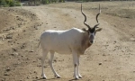 Addax