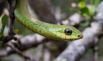 Afrikai boomslang