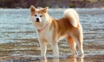 Akita in
