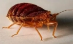 A bedbugs-ből történő feldolgozás utáni akció algoritmusa