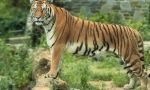 Amur tigris