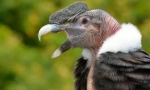 Andei condor