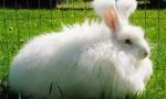 Angora rabbit: a legérdekesebb tények