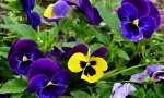 Pansies vagy ibolya
