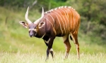 Bongo antilope