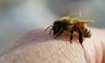 Apiterápia vagy kezelés bite méhek