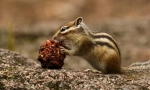 Ázsiai chipmunk