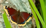 Butterfly turnitsa