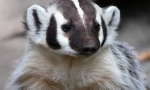 Amerikai badger