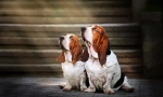 Basset hound (fotó): szerencsés vadász és igazi humorista