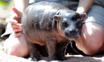 Hippo törpe