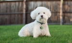 Bichon frieze
