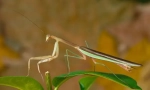 Mantis kínai