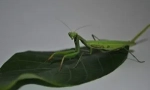 Mantis: leírás, nézetek és életmód