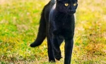 Bombay cat (fotó): otthon panther a miniatűrben