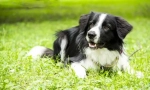 Border collie (fotó): a világ legokosabb kutyája