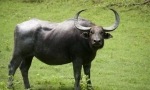 Buffalo ázsiai vad