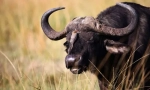Bulls és buffaloes eurasia