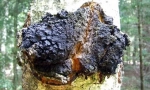 Chaga nyírfa