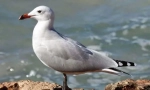 Seagull odean