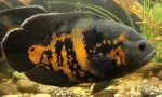 Cichlids az akváriumban