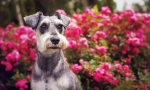 Miniatűr schnauzer (fotó): csodálatos barát, megbízható és hűséges bátor
