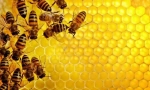 Mi a méhek méz?