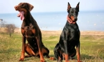 Doberman pinscher (fotó): mindent az önzetlen dedikált fajtatulajdonos jellemzői