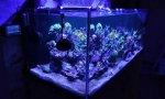 Házi akvárium