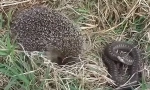 A hedgehog kígyókat és egereket eszik