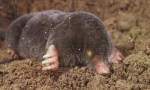 Európai mole