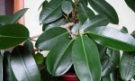 Ficus dörzsölés (rugalmas)