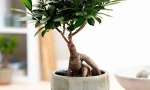 Ficus mikrocharp