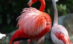 Flamingo rendes
