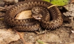 Vipera