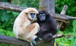 Gibbon