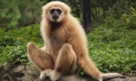 Gibbon