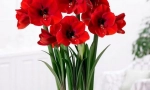 Hippeastrum
