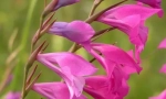 Gladiolus vagy négyzet csempézett