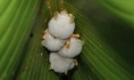 Hondurasic white bats