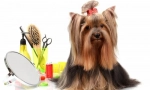 Grooming dogs: haircuts és nyakkendő íjak utcái