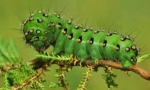 Caterpillars a természetben és az otthonban