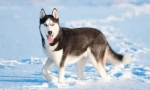 Husky: a származási elmélet neve