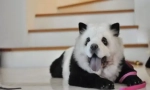Hit kína: chow-chow panda