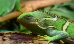 Iguana fijian csíkos